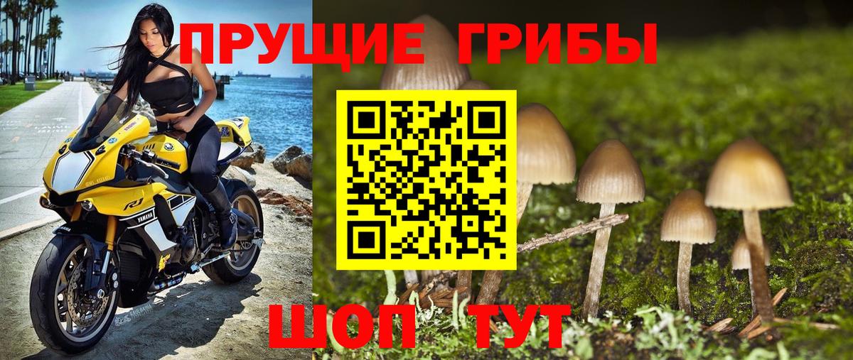 Псилоцибиновые грибы Cubensis Россия